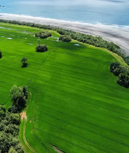 Aerial view of green land running to the beach at Playa Raya